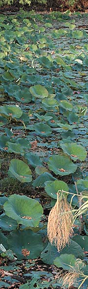 'Lotus Flowers in a Pond around Chiang Saen | Yonok Wetlands | Chiang Saen Lakes' by Asienreisender